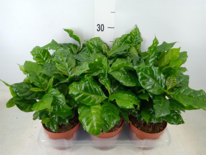 <h4>Coffea arabica</h4>