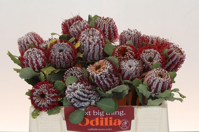 <h4>BANKSIA COCCINEA</h4>