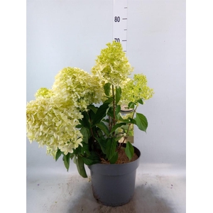 Hydrangea pan.