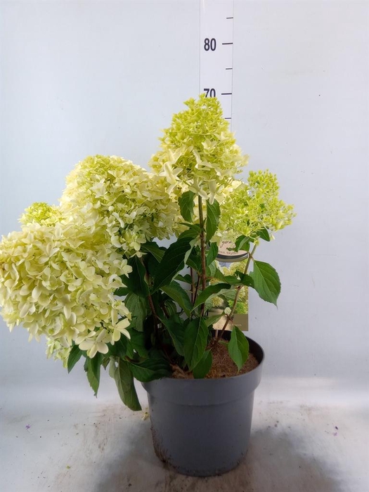 <h4>Hydrangea pan.</h4>
