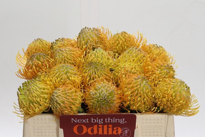 <h4>Nutans Haw Catherinae</h4>