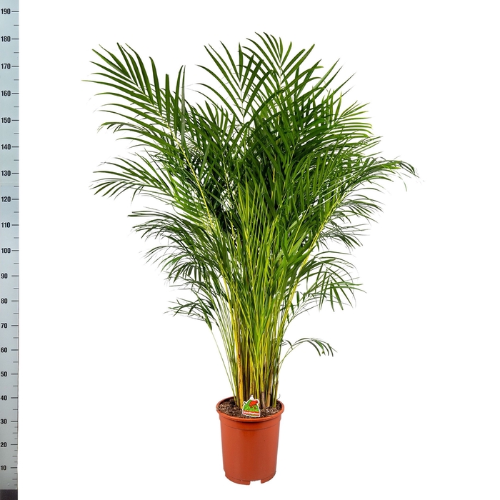 <h4>DYPSIS LUTESCENS</h4>