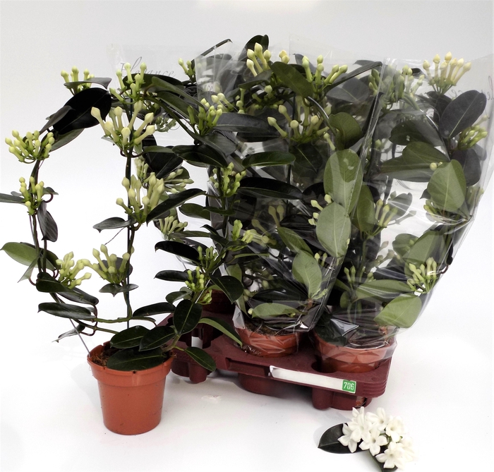 <h4>STEPH FL OV</h4>