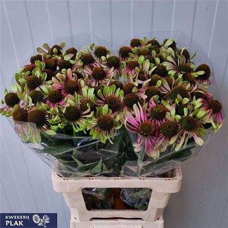 <h4>Echinacea Green Twister</h4>