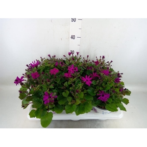 Pericallis cr. 'Mandala Magenta'