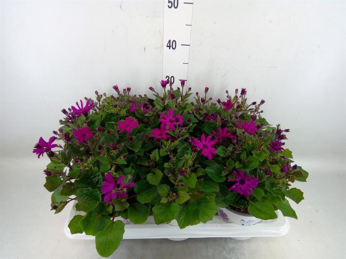 <h4>Pericallis cr. 'Mandala Magenta'</h4>