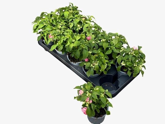 <h4>IMP FIESTA B ROSE</h4>