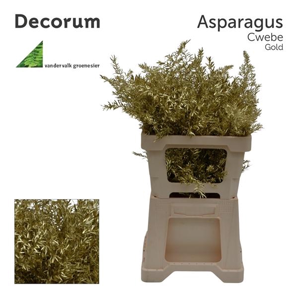 <h4>Asp cwebe 50cm Gold</h4>