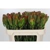 Leucadendron Laurel Yellow