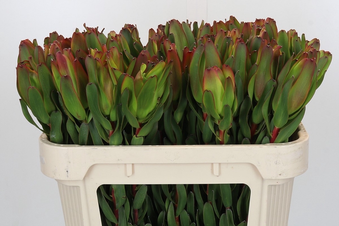 <h4>Leucadendron Laurel Yellow</h4>