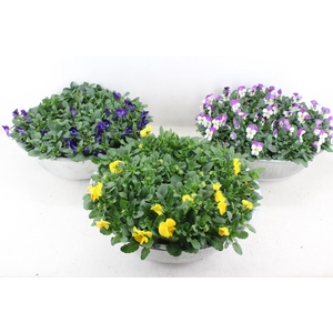 arr4 Viola MH - Zink schaal mix XL