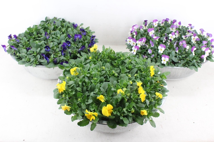 <h4>arr4 Viola CR - Zink schaal mix XL</h4>