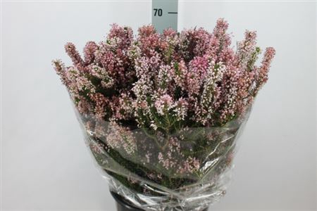 Erica Double Pink