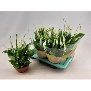 Spathiphyllum Chopin 17Ø 35cm 10fl