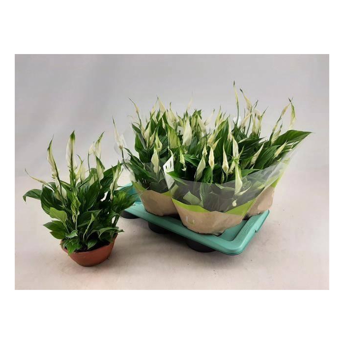 <h4>Spathiphyllum Chopin 17Ø 35cm 10fl</h4>