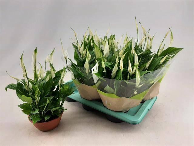 Spathiphyllum Chopin 17Ø 35cm 10fl