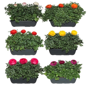 Ranunculus Sprinkles Gemengd Balkonbak