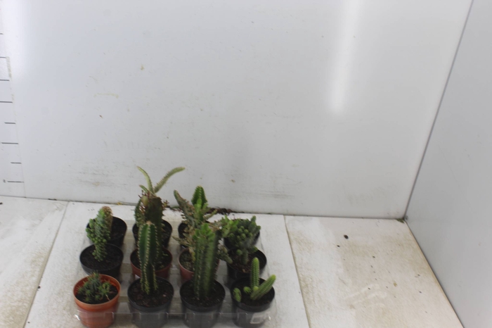 <h4>CACTUS VARIADO P09</h4>