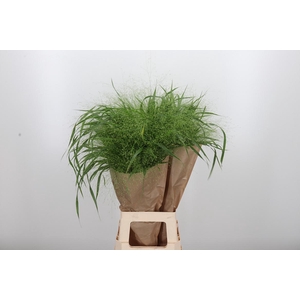 Panicum Fountain