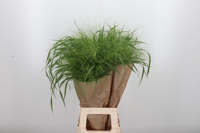 <h4>Panicum Fountain</h4>