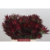 Leucadendron Blush Spray