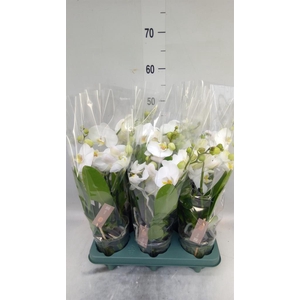 Phalaenopsis  'Spirit White'