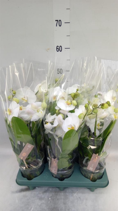 <h4>Phalaenopsis  'Spirit White'</h4>