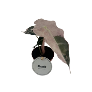 Alocasia Amazonica Polly Variegata