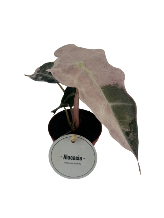 <h4>Alocasia Amazonica Polly Variegata</h4>