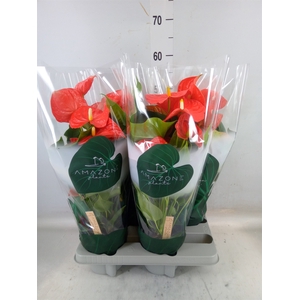 Anthurium andr. 'Florida'