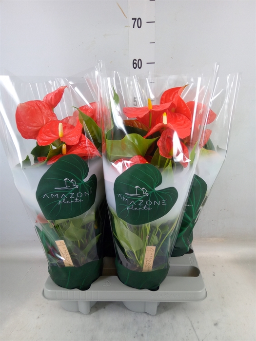 <h4>Anthurium andr. 'Florida'</h4>