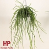 Rhipsalis
