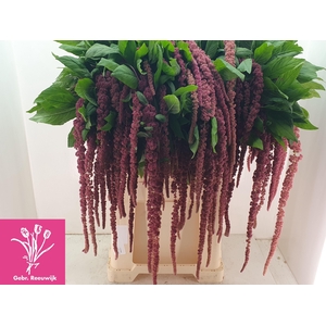AMAR CA RED CORD