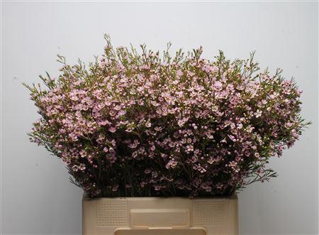 <h4>Chamelauc Early Nir</h4>