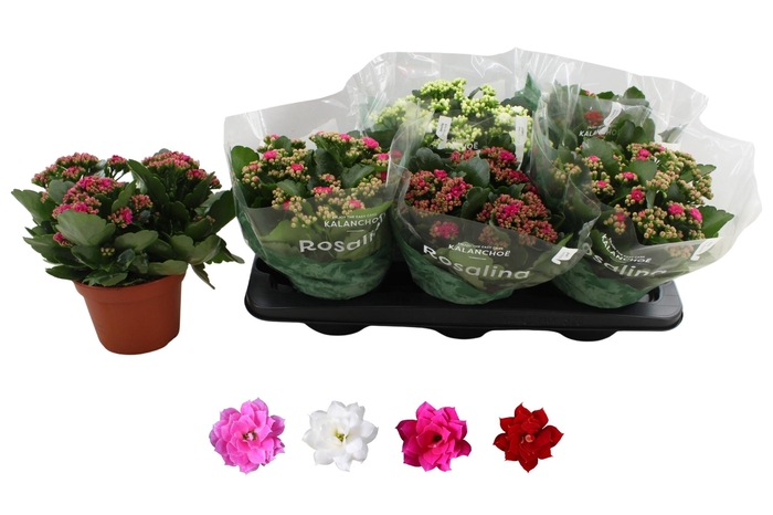 <h4>KAL GE RO GEM 4 KL</h4>