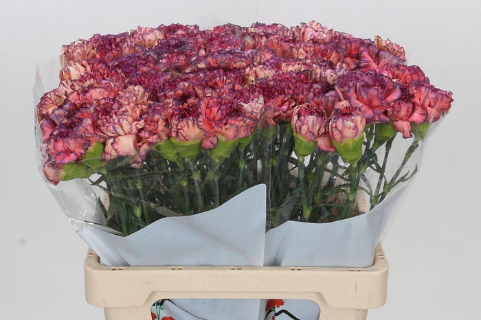 <h4>Dianthus St Extasis</h4>