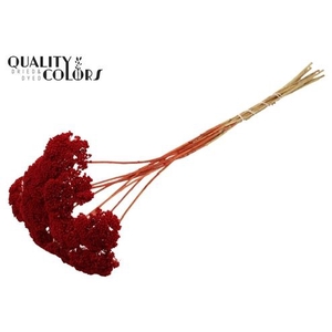 Dried achillea paint red