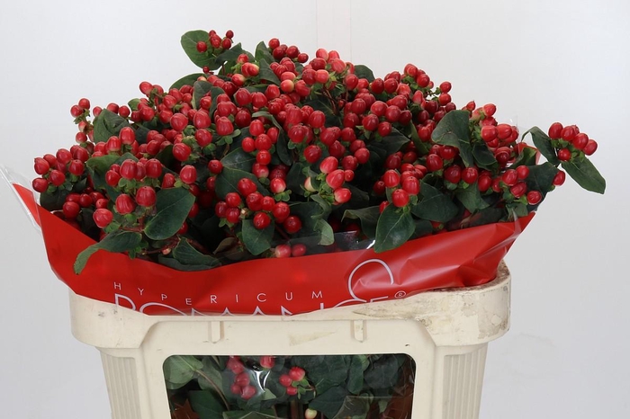 <h4>Hypericum True Romance Spray</h4>