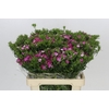 Dianthus Br Amazon Rose Magic