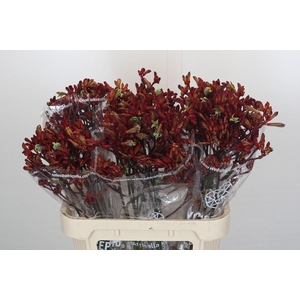 Anigozanthos Early Spring Indoor