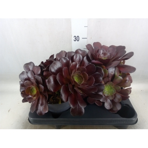 Aeonium arboreum 'Velours'