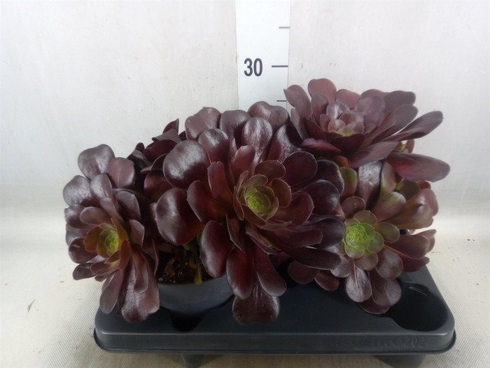 <h4>Aeonium arboreum 'Velours'</h4>
