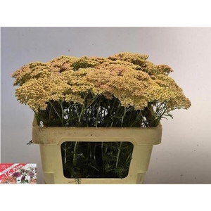 Achillea M Lachsschon