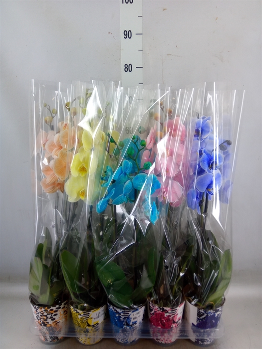 <h4>Phalaenopsis   ...</h4>