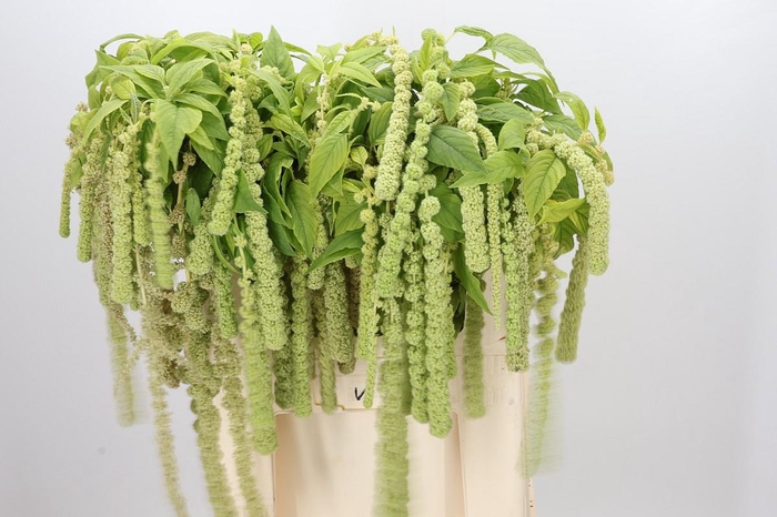 <h4>Amaranthus Caudatus Cycloop</h4>