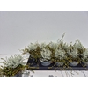 arr8 Leucoph Brownii + Muehlenbeckia