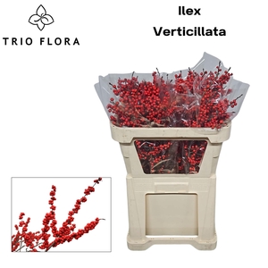 ILEX VE RODE BES 70 cm 997