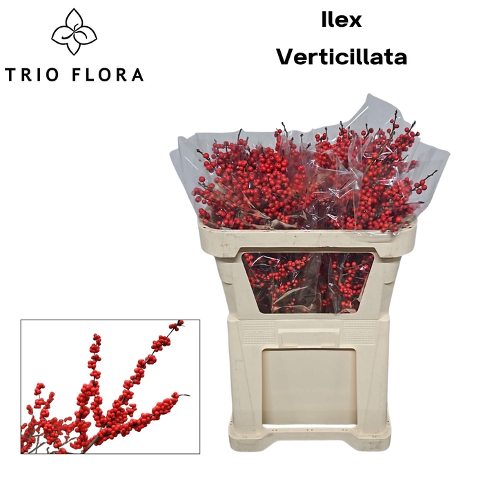 <h4>ILEX VE RODE BES 70 cm 997</h4>