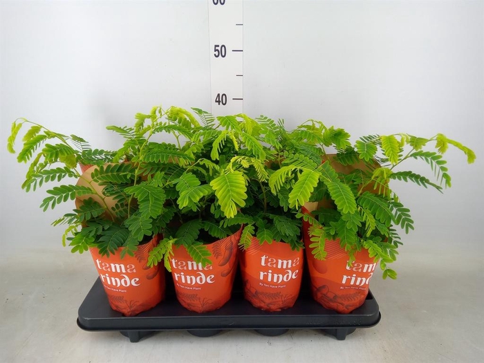 <h4>Tamarindus indica</h4>