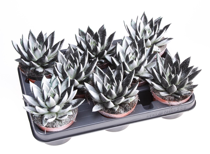 <h4>Echeveria  'Miranda'</h4>